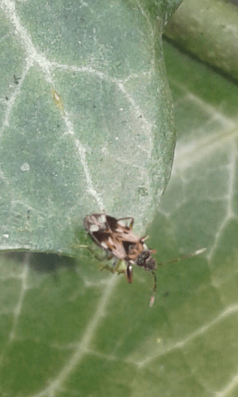 Lygaeidae : Scolopostethus da ID